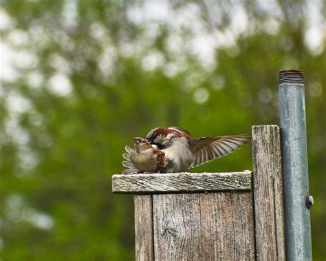 Sex Life Of Sparrows Xxx Photograph By Alex Vishnevsky Fine Art America