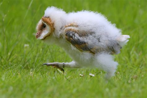 Run Forrest Run A Baby Barn Owl Hand Raised With Its Flickr