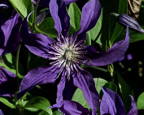 Some clematis are aggressive and even invasive in some areas. Clematis flower, Sapphire Indigo cultivar | Dan Getman ...