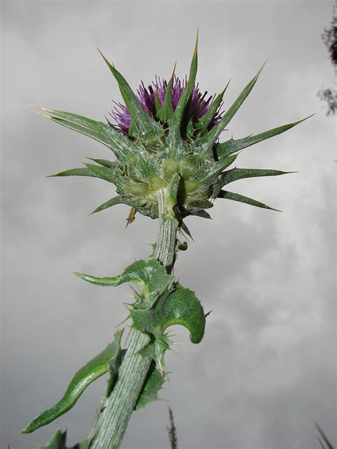 The weed is used in the form of a supplement or extract. Silybum marianum (blessed milk-thistle): Go Botany