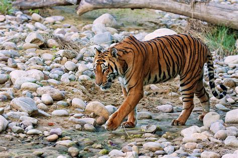 Royal Bengal Tiger Male Photograph By Jagdeep Rajput Fine Art America