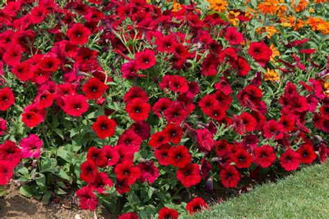 Petunia X Hybrida Tidal Wave Red Velour F1 Hybrid Seeds £455 From