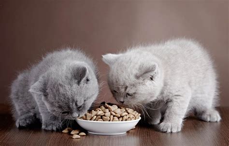 When Does A Kitten Start Eating Food And Drinking Water Vet Approved Facts And Faq