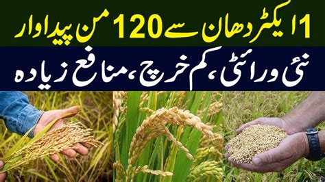 High Earning Rice Variety In Pakistan Rice Cultivation In Pakistan