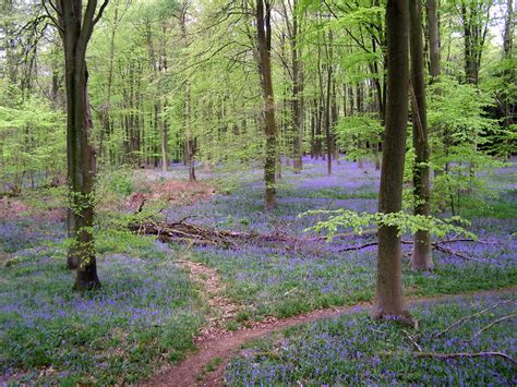 Bluebells In Micheldever Wood © Jim Champion Cc By Sa20 Geograph Britain And Ireland