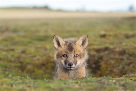 Red Fox Washington United States Of America Foxes