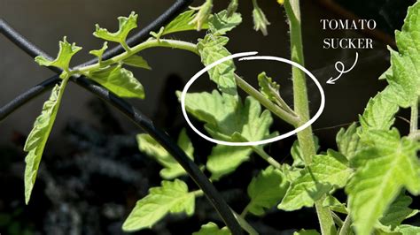 Pruning Tomatoes 101 Should You Prune Tomato Suckers Gardenary