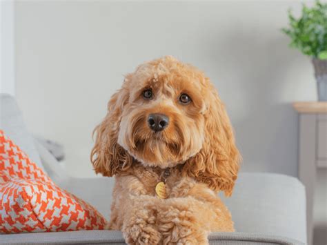 Find Out Everything You Need To Know About Cavapoo Dogs Including