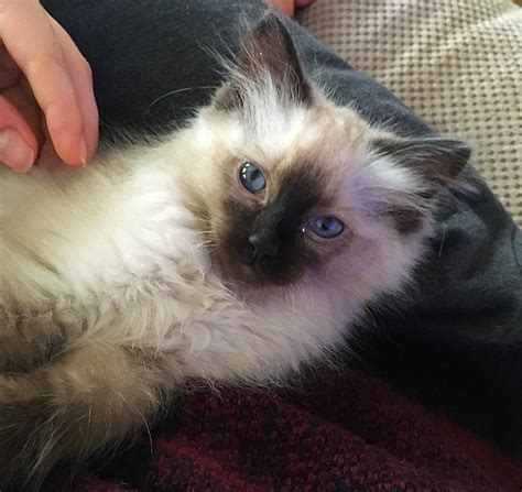 Our New Ragdoll Kitten Babou ️ He Wont Stop Cuddling And Playing Hes