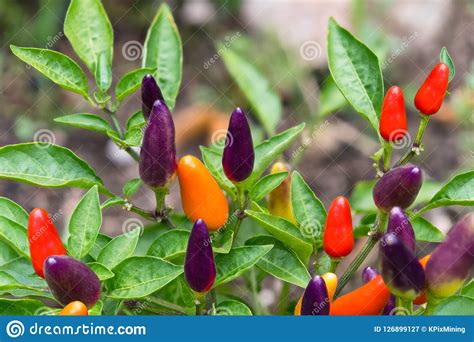 Small Red Hot Chili Peppers Close Up Capsicum Frutescens Stock Image