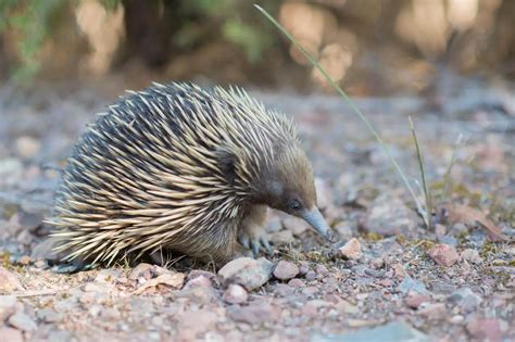 Monotremes The Animal Facts What Makes These Mammals Special