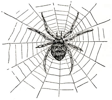 Spider Black And White Spider Web Clipart 3 Wikiclipart