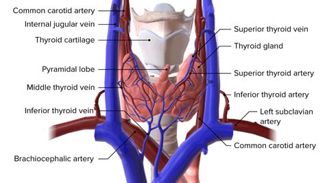 Thyroid Gland Anatomy Concise Medical Knowledge