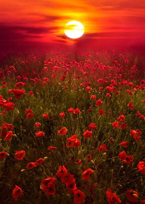 Deep Red Poppies Italy Marco Carmassi Beautiful Landscape
