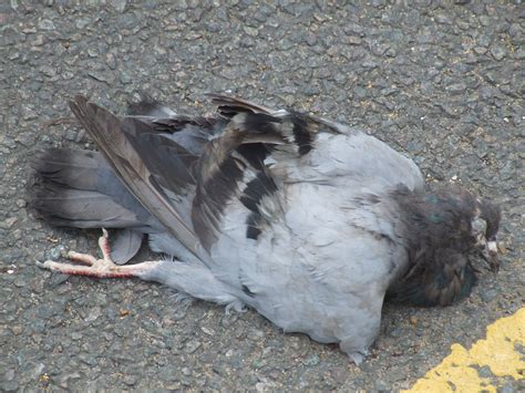 A Dead Pigeon Liamch Flickr