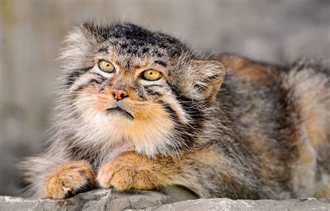 The Pallas Cat Is The Most Expressive Cat In The World Catlov