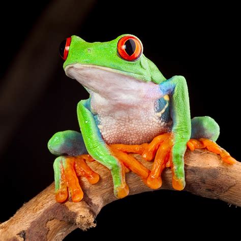 Red Eyed Tree Frog Photograph By Dirk Ercken Pixels