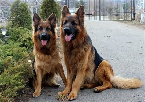 Our puppies are healthy and they are very friendly with children and other pets. King Shepherd Info, Temperament, Puppies, Pictures