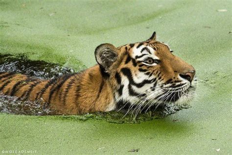 Funny Wildlife Tiger In Deep Water By Wolfe Ademeit Deep Water