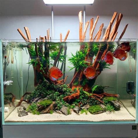 An Aquarium Filled With Lots Of Plants And Fish