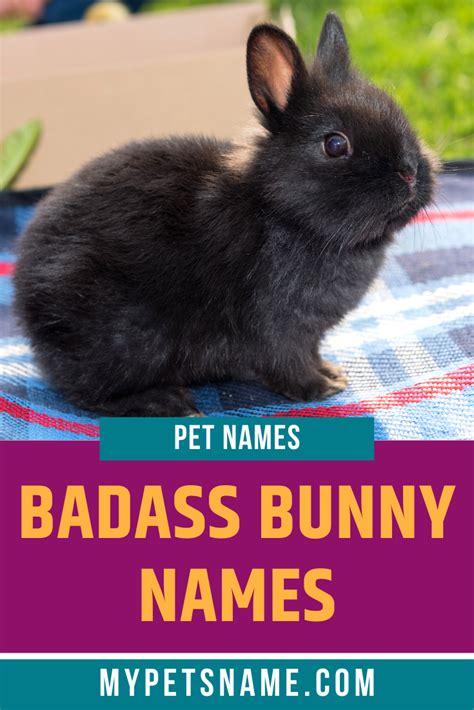 Bunny Names 350 Most Popular Rabbit Names Artofit