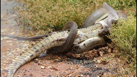Giant Anaconda Vs Crocodile Anaconda Swallows Huge Crocodile Wild