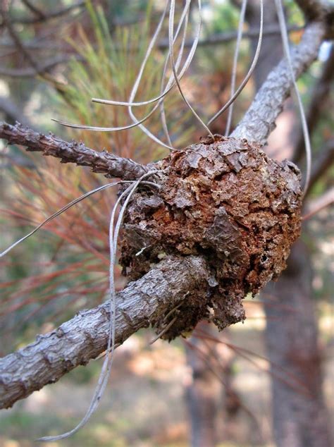 Pitch Canker Is A Serious Threat To Monterey Pine Trees Daves Garden