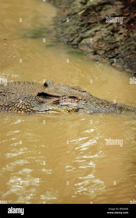 A Large Saltwater Crocodile Crocodylus Porosus At Hartleys Crocodile