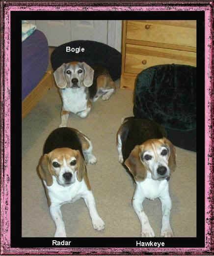 Meet My Beagles