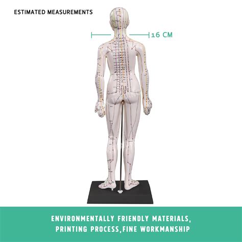 Acupuncture Model 50 CM Male And Female Pair Student Anatomy