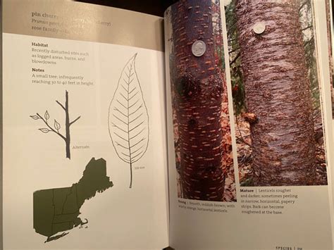 Bark A Field Guide To Trees Of The Northeast