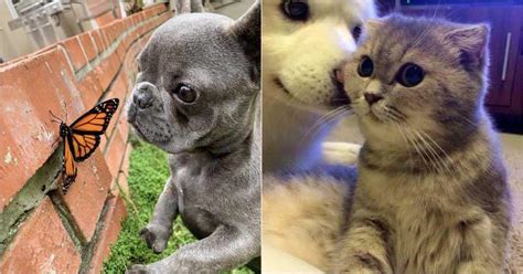30 Cute And Funny Facial Expressions Of Fluffy Animals