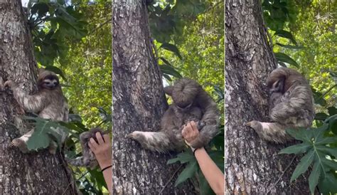 Bebê preguiça reencontra mãe após ser resgatado na Costa Rica Olha