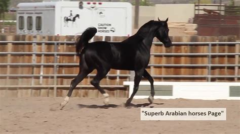 Beijon 2012 Black Arabian Stallion Youtube