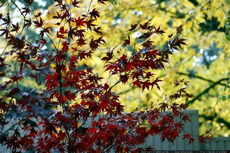 Photo Red Maple Leaves Yellow Maple Leaves Mg 4792 By Seandreilinger