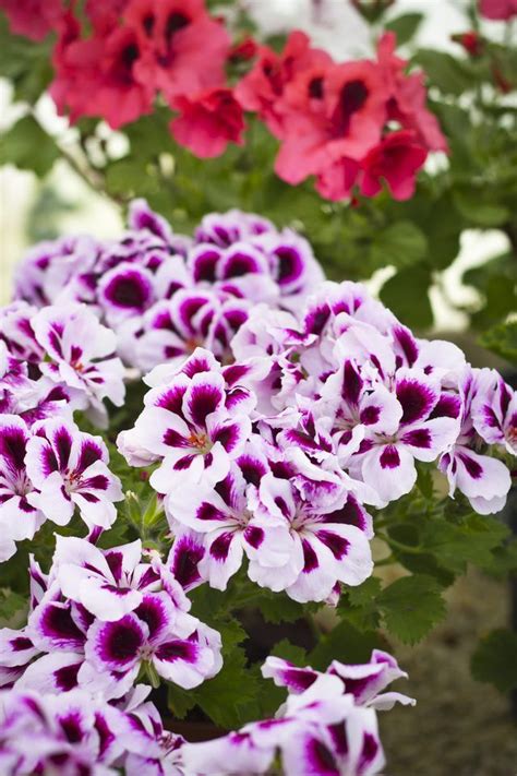 Check spelling or type a new query. These Houseplants Will Easily Make Every Room Smell Good ...