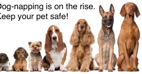 Pets N More Dognapping What To Know To Keep Your Dog Safe From This