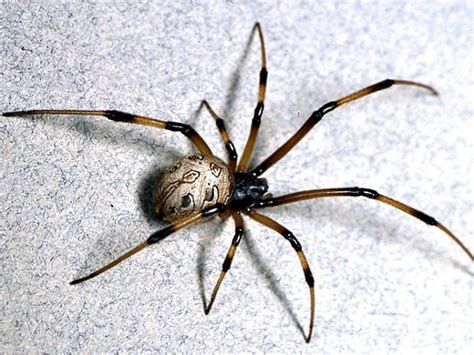 O gênero latrodectus pertence à família de aranhas theridiidae, popularmente conhecidas como viúva negra, representadas por 31 espécies descritas em todo o mundo. As 7 aranhas mais venenosas e perigosas do mundo ...