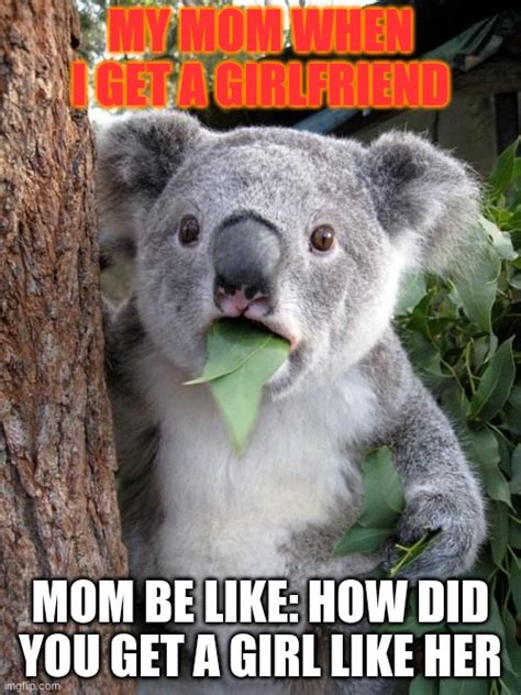 surprised koala meme imgflip
