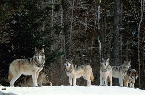Colorado Will Reintroduce Endangered Gray Wolves This Month