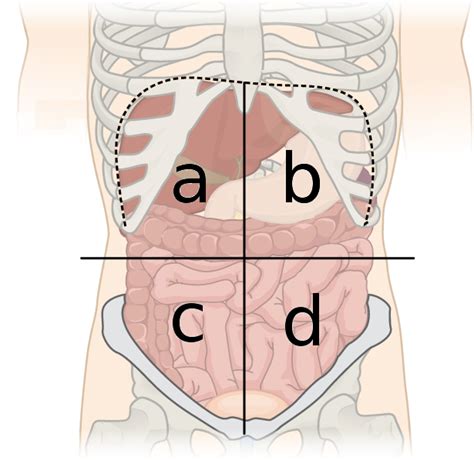 There are quadrants,axis ,and origin. Organs In Abdominal Cavity Quadrants - ovulation symptoms