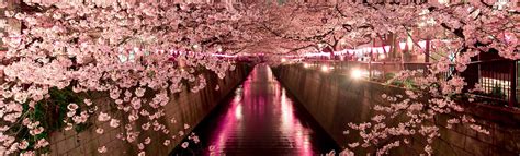 How To See Japans Cherry Blossoms And When To Plan Your Trip Bloomberg