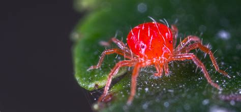 Spider Mite Control For Organic Gardeners