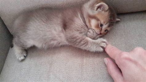 British Shorthair Chocolate Tabby Ticked Boy 5 Weeks Oldcattery