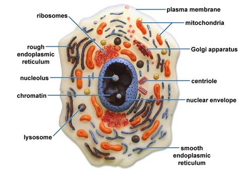 Eukaryotic Cell Anatomy