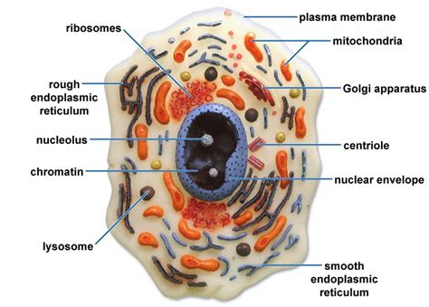 Eukaryotic cells are characterized by an extensive system of internal membranes that perform important metabolic functions and regulate protein traffic within the. Quia - The Cell-Vocabularyandpicture Activity 15-16
