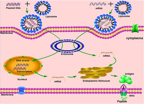 Brosh compared the mrna vaccine to traditional vaccines, such as those for influenza, which use an inactivated virus that was destroyed by heat or chemicals to elicit an immune response without. Moderna: A Wrong Vaccine May Be Dangerous - Mehdi Mehdiyev ...