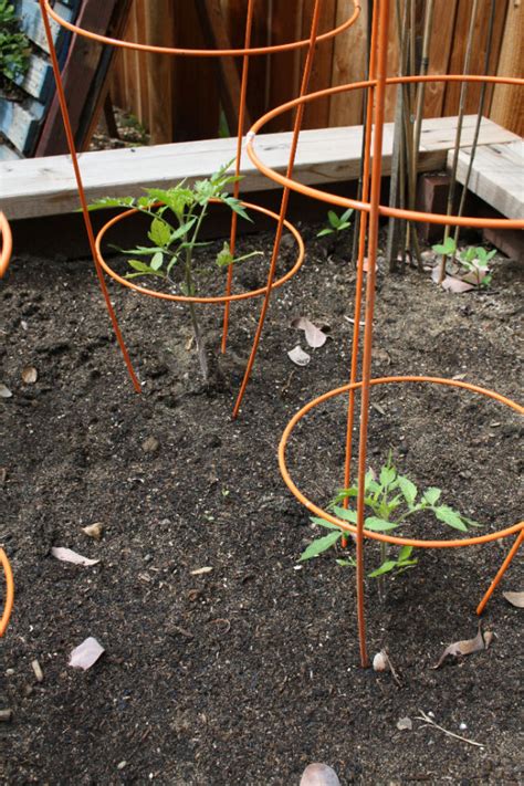 The Best Diy Tomato Supports