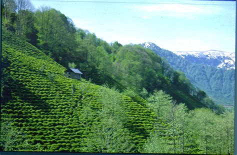 Doğusunda artvin, batısında arhavi ilçesi, kuzeyde borçka i̇lçesi, güneyinde yusufeli ilçesi çarşı mahallesi sabit osman avcı cad. artvin tarlalar 1383 x 905 picture, artvin tarlalar 1383 x ...