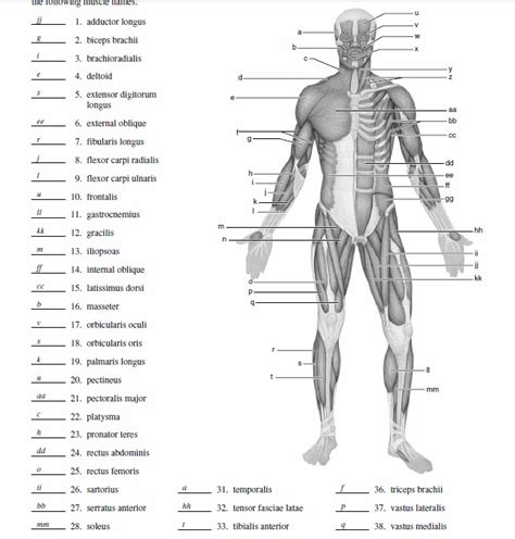 Learn all about human muscles and how they work. Blank Muscle Diagram To Label Sketch Coloring Page